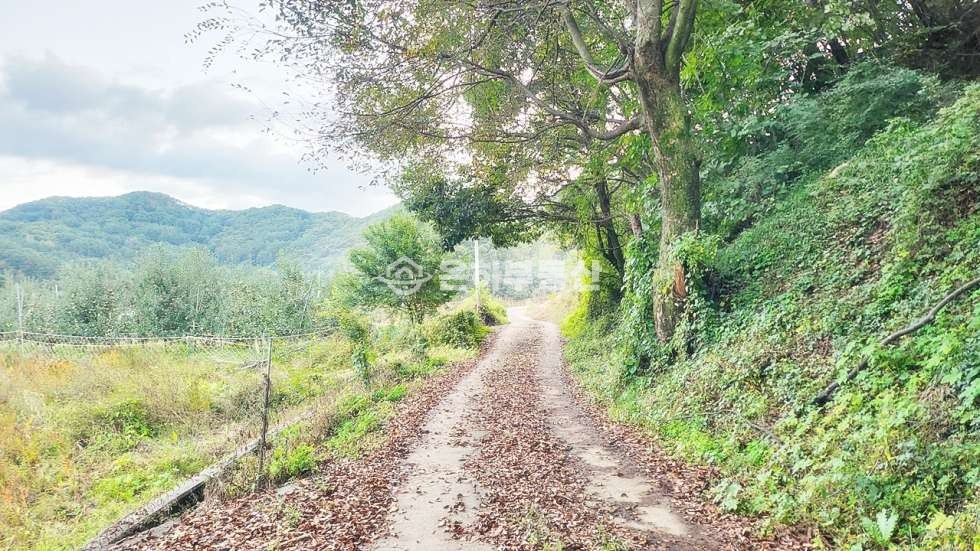 충북 단양군 단성면 두항리 77 약 4500p,한국탐험학교 인근 계획관리지역 토지매매 매매 매물번호 10284 사진 9